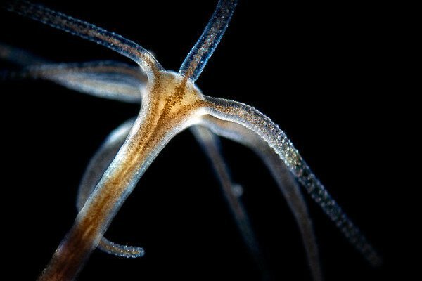 Кракен питер