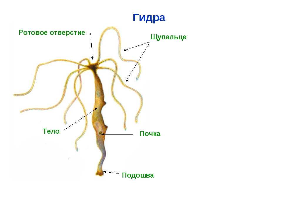 Кракен даркшоп