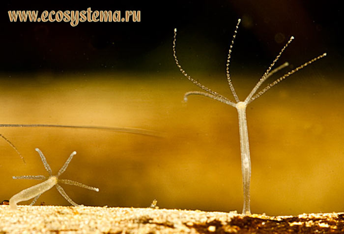 Кракен последние ссылки